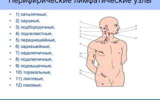 Оценка состояния периферических лимфоузлов в норме и патологии
