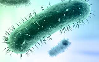 Что за инфекция mycoplasma hominis и опасна ли она?