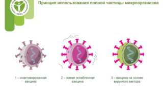 Живые вакцины: как и для чего их применяют