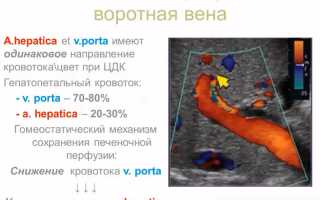 Дуплексное сканирование (УЗИ) сосудов печени: особенности исследования