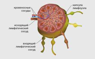 Роль лимфатических узлов в образовании иммунитета