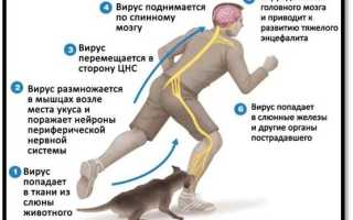 Бешенство