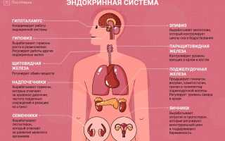 Эндокринолог: особенности специализации
