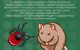 Туляремия – опасное инфекционное заболевание