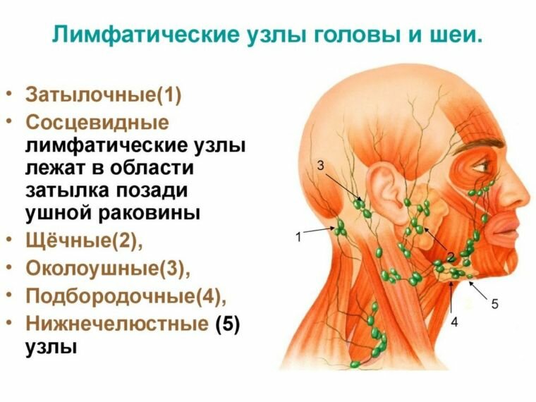 Лимфоидная система головы и шеи