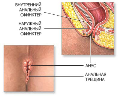 Строение ануса