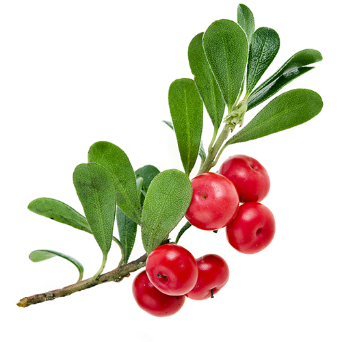 Трава медвежьи ушки