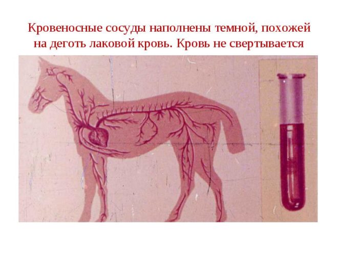 Сибирская язва у лошади