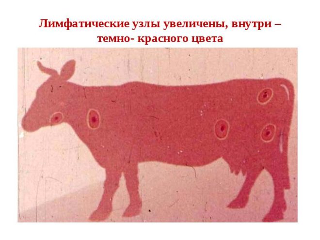 Лечение сибирской язвы