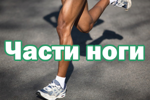 Части ноги Составляющие ног
