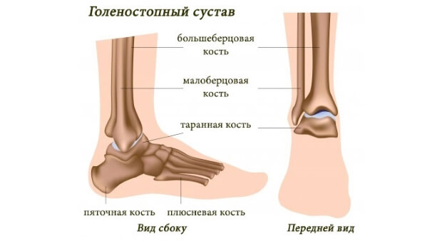 Изучаем строение Строение
