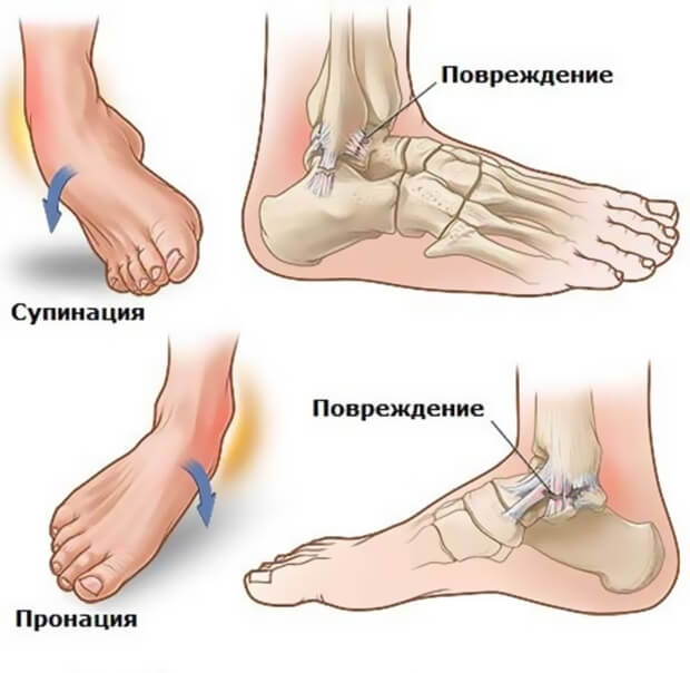 Разные виды Виды