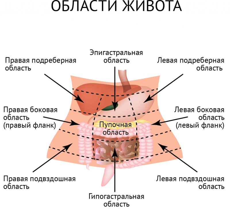 Область желудка Области живота
