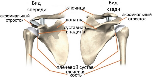 Анатомия Анатомическое строение