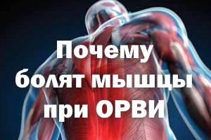 Почему болят мышцы при ОРВИ Почему болят мышцы при гриппе