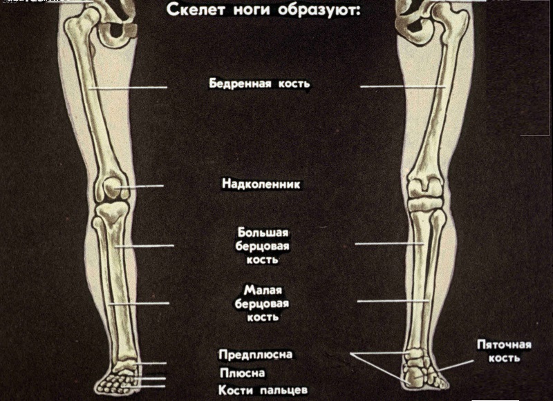 Строение ноги Строение ножки