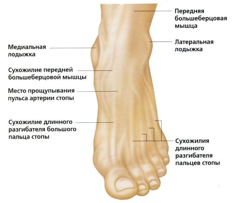 Строение ноги Строение ножки