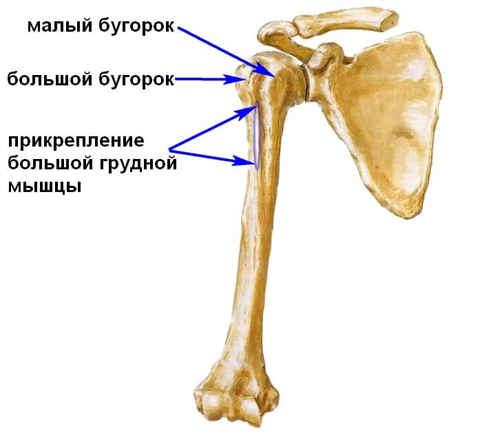 Как выглядит бугорок плечевой Анатомическое строение костей